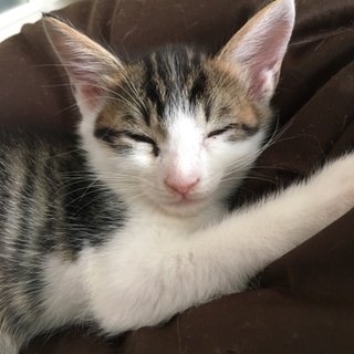 人間大好き！きじしろくん(=^･ω･^=)