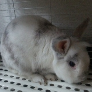 素敵な里親様が決まりました。