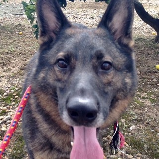 シェパードのボブくん♪