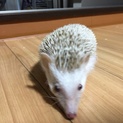 ハリネズミのシナモン里親さん募集中