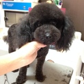 プードル 女の子  里親様募集