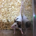 里親募集中です