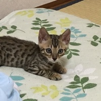 やまと