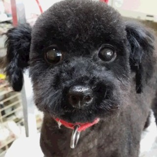 4才の女の子です。。