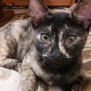 神秘的なサビ猫ジャスミンちゃん