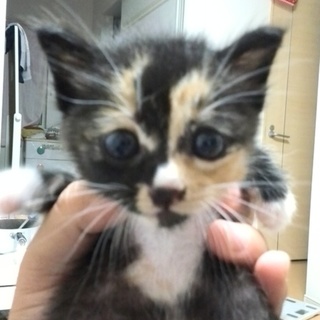 里親募集です！！