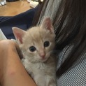 生後1か月 クリーム色の子猫ちゃん