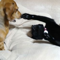 ちょっかいを出すピッコロ