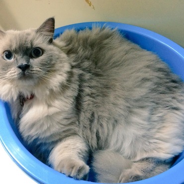 タライ猫w