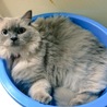 タライ猫w