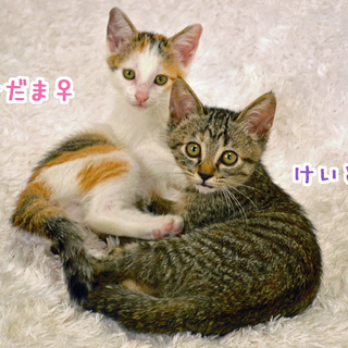 保健所より★仲良し甘えっこ2姉妹★2か月