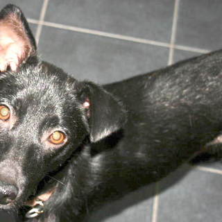 怖がりで慎重な女の子ワカメです。