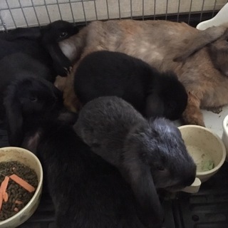 里親探してます。