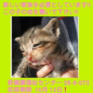 里親様決まったそうです‼ ありがとうございました‼