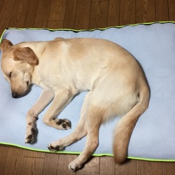 「大型犬用ベッドon Cort＆Cello」サムネイル3