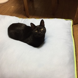 「大型犬用ベッドon Cort＆Cello」サムネイル2