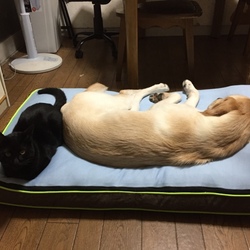 大型犬用ベッドon Cort＆Cello