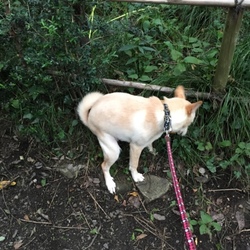 ウンチが出来るようになりました