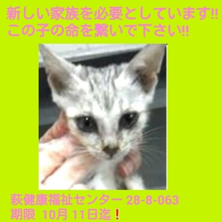 里親様決まったそうです‼ ありがとうございました‼