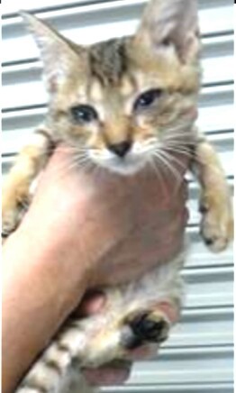 里親様決まったそうです‼ ありがとうございました‼ サムネイル2