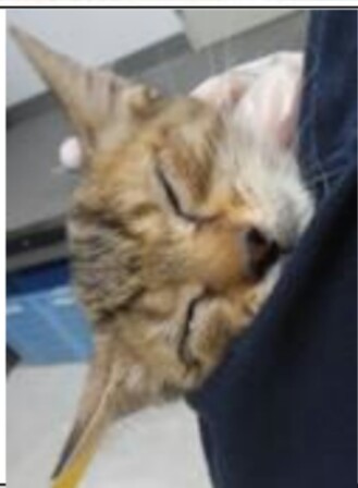 里親様決まったそうです‼ ありがとうございました‼ サムネイル3