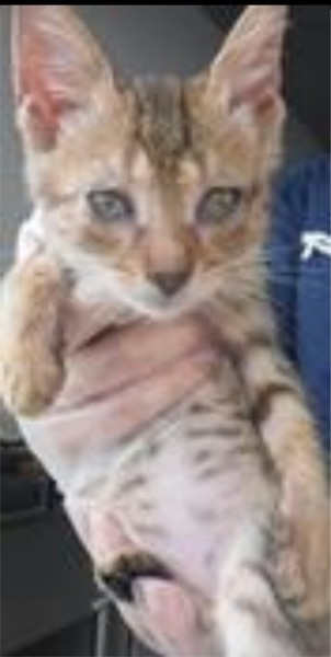 里親様決まったそうです‼ ありがとうございました‼ サムネイル4