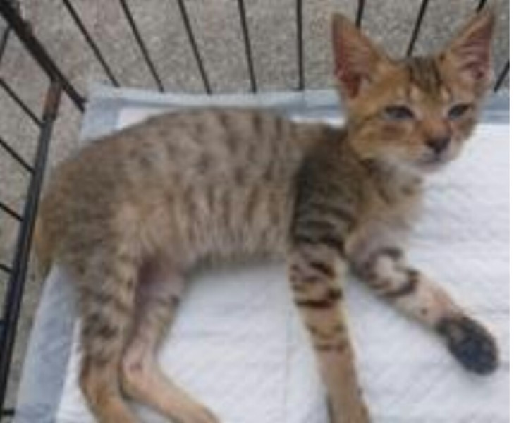 里親様決まったそうです‼ ありがとうございました‼ サムネイル5