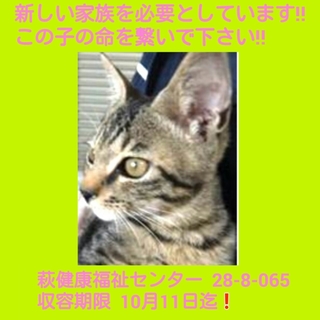 里親様決まったそうです‼ ありがとうございました‼