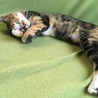 キジトラ雑種保護猫ちゃん サムネイル2