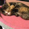 キジトラ雑種保護猫ちゃん サムネイル5