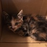 キジトラ雑種保護猫ちゃん サムネイル6