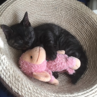 【至急】生後3ヵ月の猫ちゃんです!!