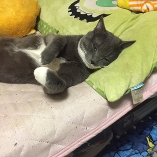 人間のような猫ちゃんです!!