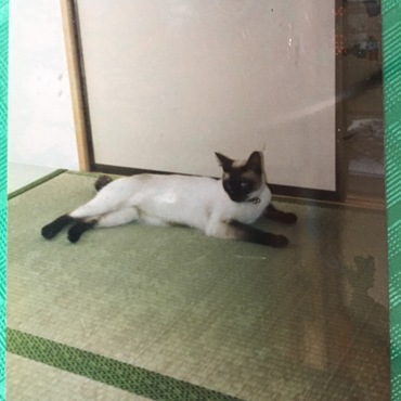 みかんさん♪に、便乗（＾＾）　ごんぼ　のチャムです（最愛の我が子）