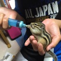5月生まれのシマリス