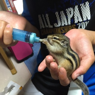 5月生まれのシマリス