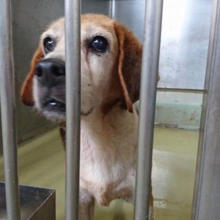 ビーグルのおばあちゃん！助けてください！