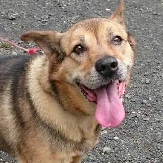 とても元気な雑種オス１２歳　ダイくん