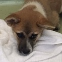 3か月の仔犬 女の子