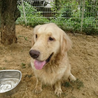 とっても活発で従順なゴールデンです！