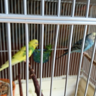 セキセイインコの父娘