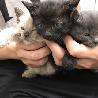 保健所保護猫 里親募集 (白い子は里親決定)