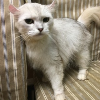 アメリカンカールのみほちゃん