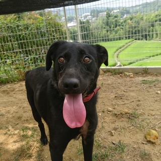 人間大好き！犬大好き！とっても活発な黒ラブＭＩＸ！