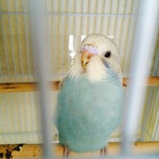 元気がいいです。