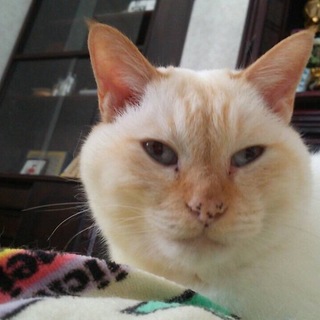 緊急です！　飼い主募集