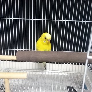 セキセイインコを飼っていただけませんか？