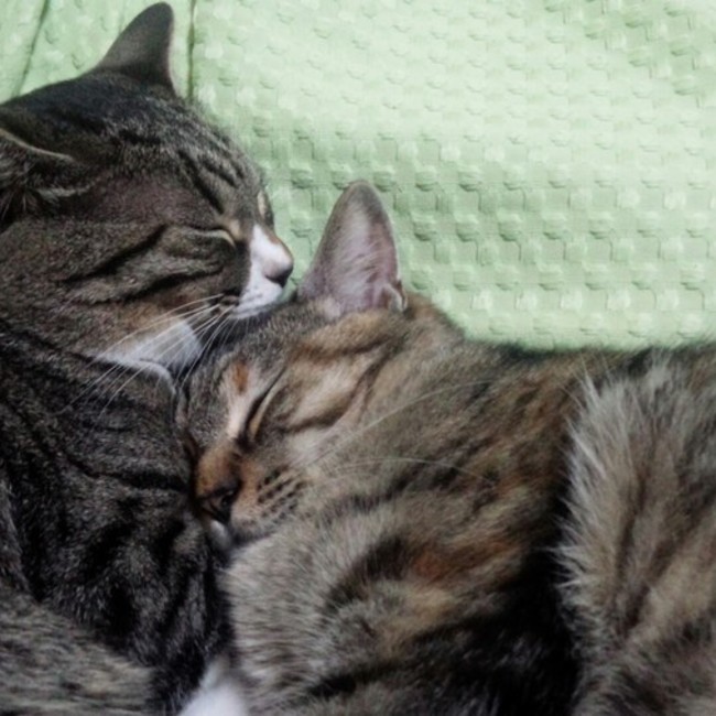 ねこぽんたのカバー写真