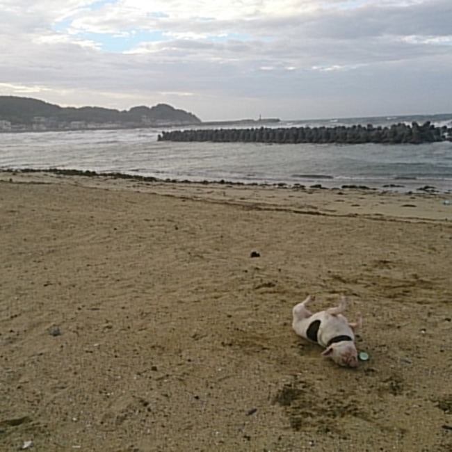 ランボルのカバー写真