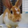 保護うさぎ：たけし君、甘えん坊 サムネイル5